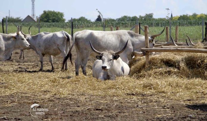 Agrosaveti - Farma podolskih goveda 01 Agrosaveti - Farma podolskih goveda 01