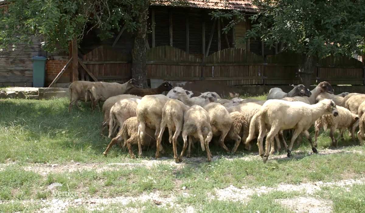 Agrosaveti - Kako od neumatičenog do umatičenog stada ovaca 04