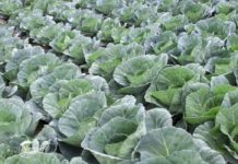 Agrosaveti - Mladi povrtari iz Glogonja 07