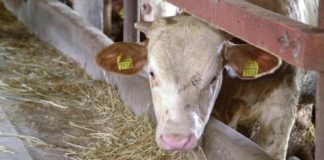 Agrosaveti - Mlečno govedarstvo i tov junadi u selu Vukašinovac 02