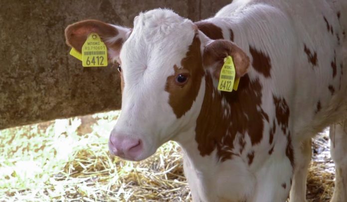 tele Agrosaveti - Mlečno govedarstvo i tov junadi u selu Vukašinovac 06