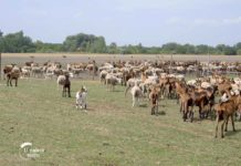 Agrosaveti - Najveća organska farma koza 07
