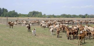 Agrosaveti - Najveća organska farma koza 07