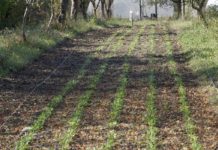 Agrosaveti - Organska proizvodnja povrća i voća 03