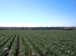 Agrosaveti - Paprike na otvorenom u Ruskom Krsturu 01