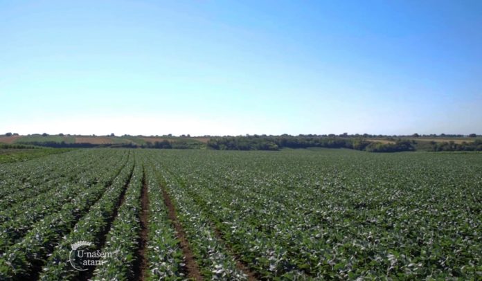 Agrosaveti - Paprike na otvorenom u Ruskom Krsturu 01