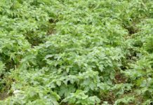Agrosaveti - Proizvodnja krompira u Koštunićima 05