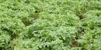 Agrosaveti - Proizvodnja krompira u Koštunićima 05