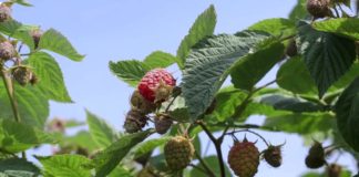 Agrosaveti - Proizvodnja malina u Bogatiću 03