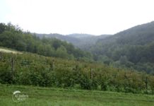 Agrosaveti - Proizvodnja malina u Koštunićima 05