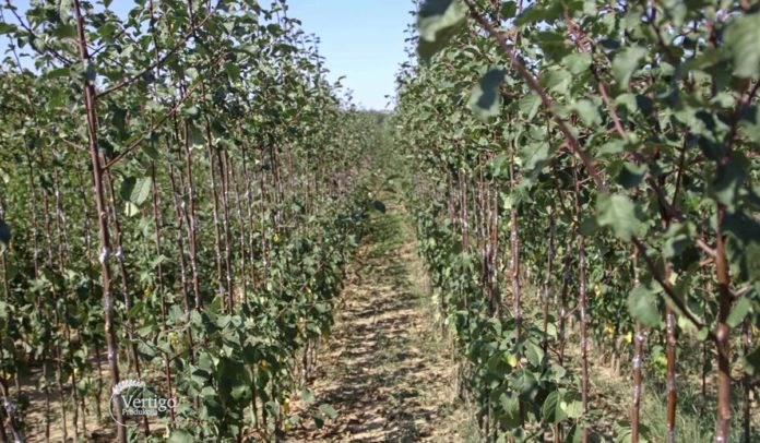 Agrosaveti - Proizvodnja voćnih sadnica u Vinči 06