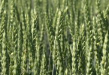 Agrosaveti - Razmena semenske za merkantilnu pšenicu 01