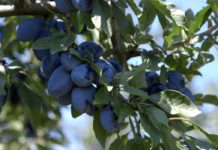 Toplički šljivici puni roda Agrosaveti - Rekordan rod šljiva 01