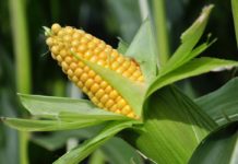 Kako u sušnoj godini doći do dobrog prinosa kukuruza? Agrosaveti - Rod kukuruza 01