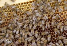 Aktuelno – Borba protiv trovanja pčela Agrosaveti - Trovanje pcela neoniktinoidima 01