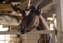 Agrosaveti - Uzgoj alpino koza u Sanadu 05