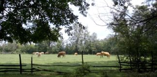 Agrosaveti - Uzgoj krava na otvorenom 04