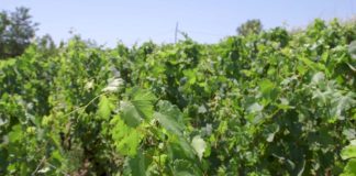 Agrosaveti - Uzgoj vinograda i proizvodnja vina u Sićevu 04