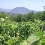 Agrosaveti - Uzgoj vinograda i proizvodnja vina u Sićevu 05
