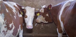 Farma krava i proizvodnja mleka u selu Vrtište 03