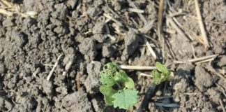 Agrosaveti---Adama---zastita-uljane-repice-01