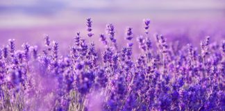 Agrosaveti - Aromatično bilje 01