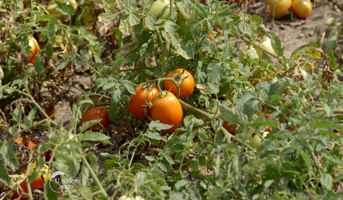 paradajz Agrosaveti - Ceđeni sok od paradajza 08
