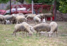 Agrosaveti - Farma Ile de France ovaca u Kaću 07