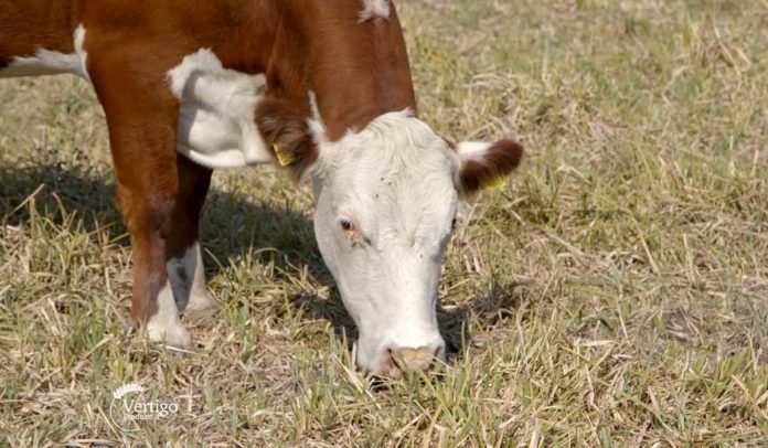 krava Agrosaveti - Farma krava u selu Jošanica 03