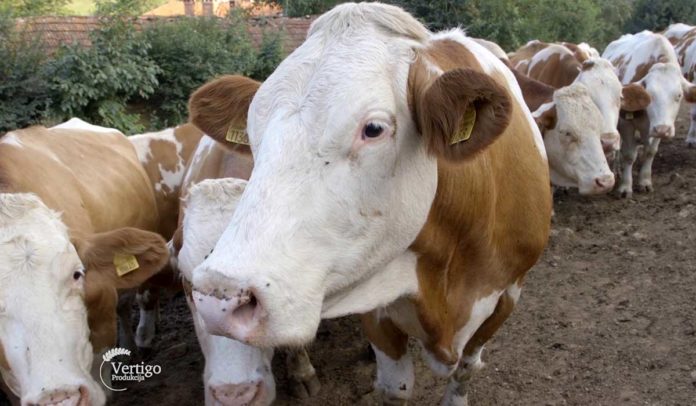 Agrosaveti - Farma krava u selu Jošanica 06
