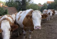 Farma krava i proizvodnja mleka u selu Jošanica Agrosaveti - Farma krava u selu Jošanica 08