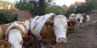 Agrosaveti - Farma krava u selu Jošanica 08