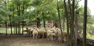 Agrosaveti - Farma virtemberg ovaca u Ravnom Selu 03