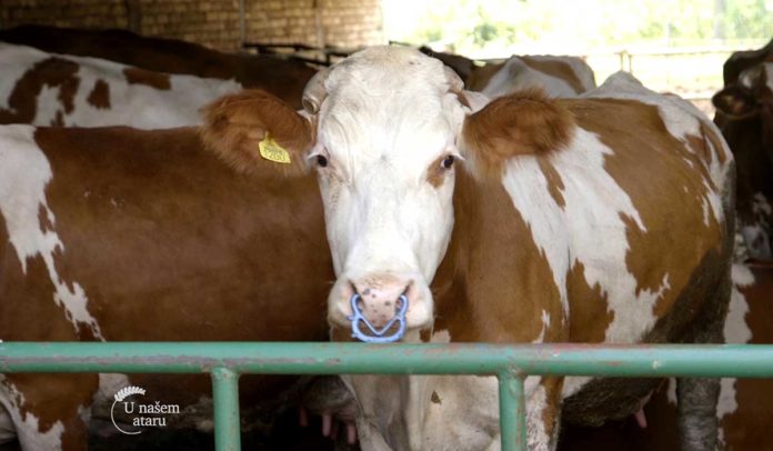 Agrosaveti - Jedina farma krava u selu Kolut 06 Agrosaveti - Jedina farma krava u selu Kolut 06