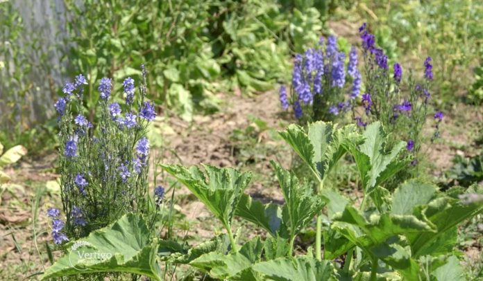 Agrosaveti - Organska poljoprivreda u Šumadiji 05