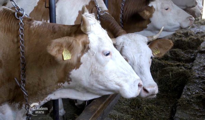 Agrosaveti - Ovčarstvo i govedartsvo 01