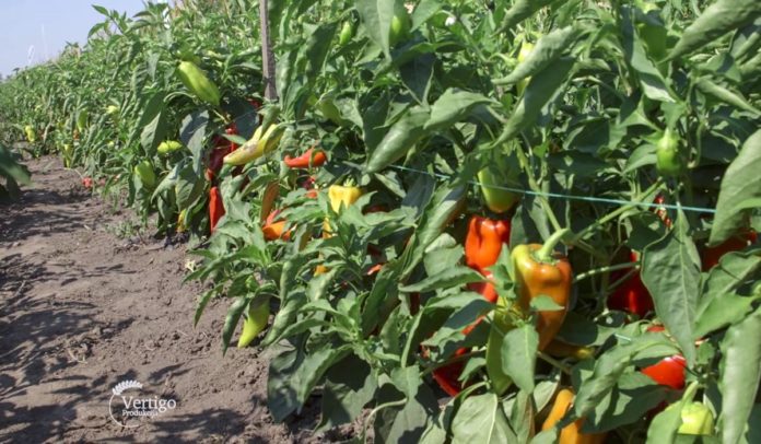 Agrosaveti - Paprika selo Ravnje 07