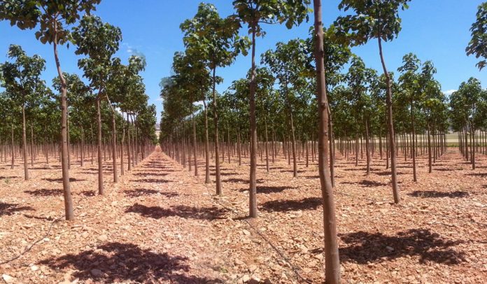 Agrosaveti - Paulovnija 01