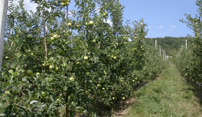 Agrosaveti - Plantaža jabuka Mužinci 06