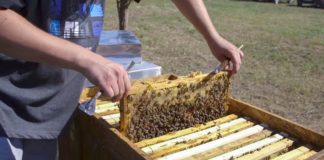 Agrosaveti - Proizvodnja meda u Odžacima 01