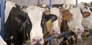 Agrosaveti - Proizvodnja mleka u selu Sanad 06