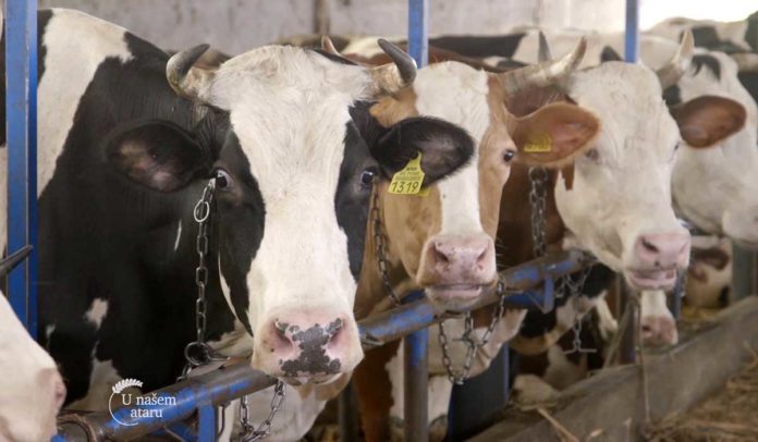 Agrosaveti - Proizvodnja mleka u selu Sanad 06