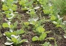 Agrosaveti - Raznovrsna organska proizvodnja 04