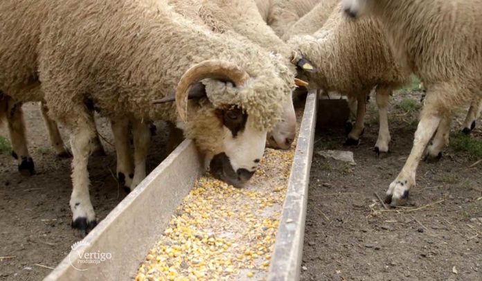 Agrosaveti - Sjenička ovca 04