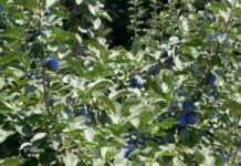 Agrosaveti - Šljivik centra za poljoprivredu Lajkovac 05