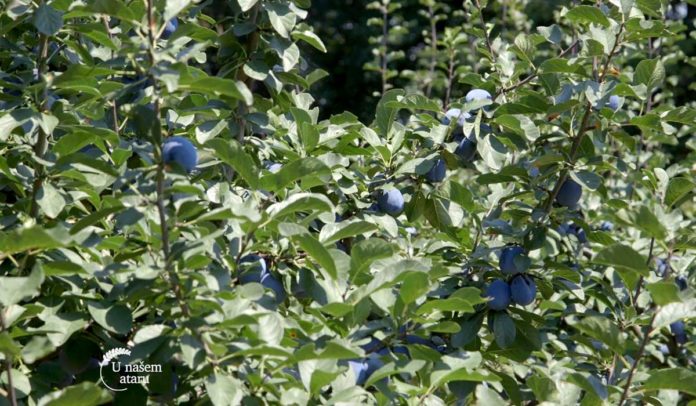 Agrosaveti - Šljivik centra za poljoprivredu Lajkovac 05