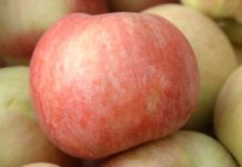 Berba jabuka u Gruži – godina veoma povoljna za proizvodnju Agrosaveti - Cena prvoklasne jabuke 01