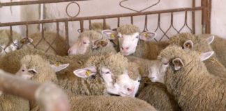 Agrosaveti - Farma Ile de France ovaca 06