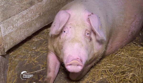 Agrosaveti - Farma svinja u Bačkom Brestovcu 01