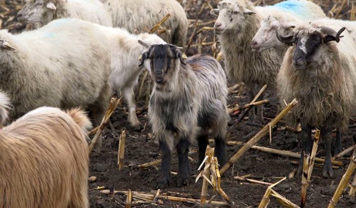Agrosaveti - Konkurs za raspodelu sredstava 01